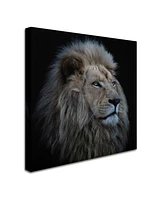Louise Wolbers 'Proud Lion' Canvas Art - 24" x 24" x 2"