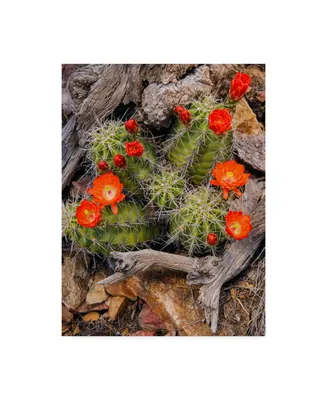 Michael Blanchette Photography 'Claret Cup Cactus' Canvas Art