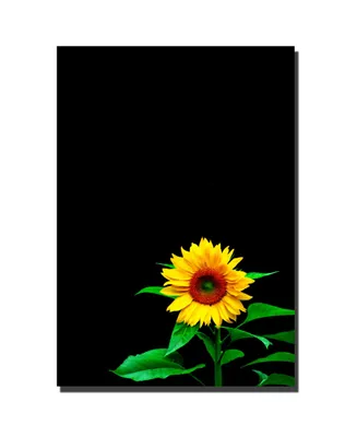 Kurt Shaffer 'Sunflower' Canvas Art - 19" x 14"