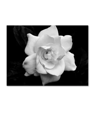 Kurt Shaffer 'Gardenia in Black and White' Canvas Art