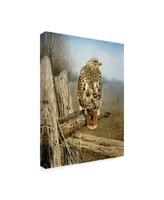 Rusty Frentner 'Red Tailed Hawk' Canvas Art - 18" x 24"