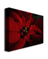 Lois Bryan 'Poinsettia' Canvas Art - 32" x 22"