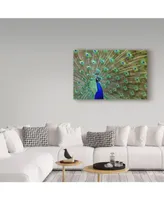 Galloimages Online 'Peacock Proud' Canvas Art