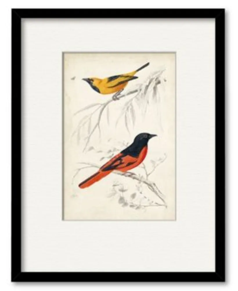 Courtside Market Dorbigny Birds Viii Framed Matted Art Collection