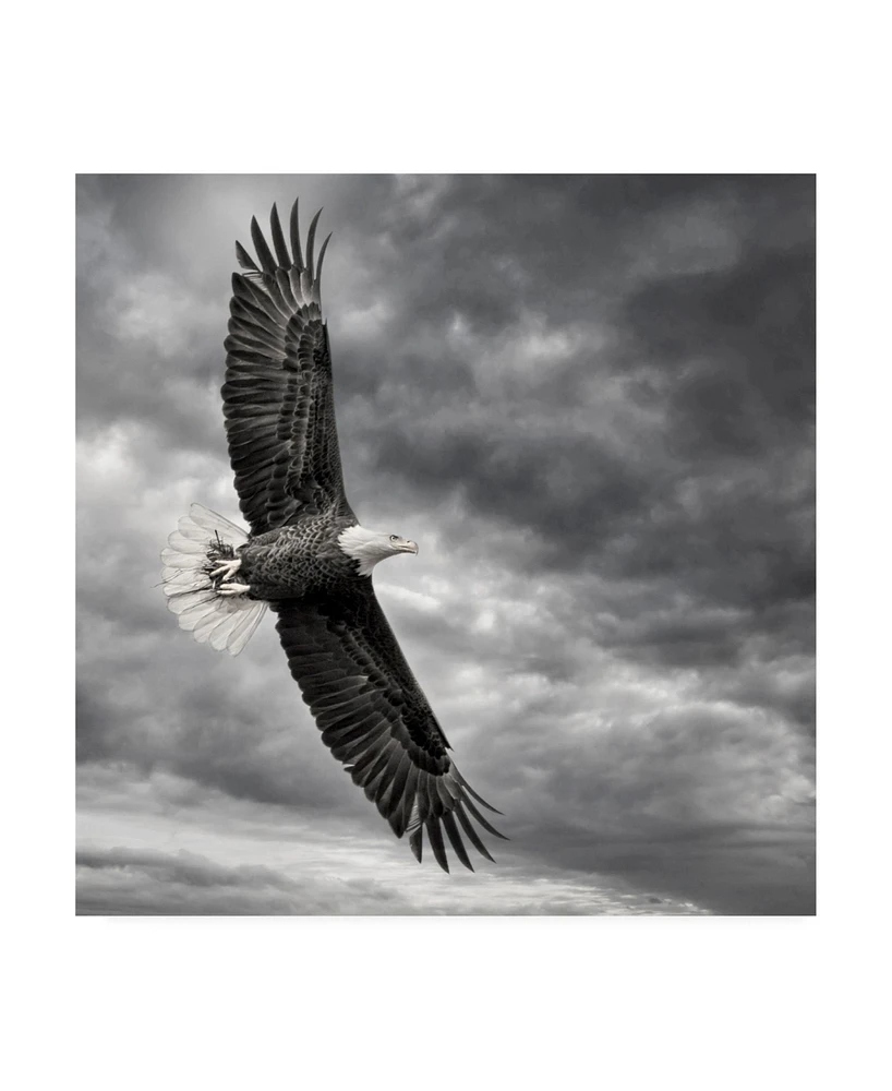 Ph Burchett Eagle in Flight Canvas Art - 20" x 25"