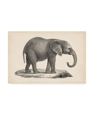 Brodtmann Brodtmann Young Elephant Canvas Art - 15.5" x 21"