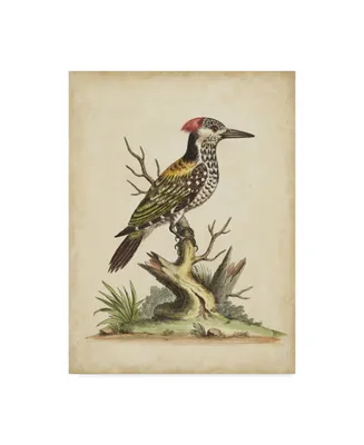 George Edwards Edwards Woodpecker Canvas Art - 20" x 25"