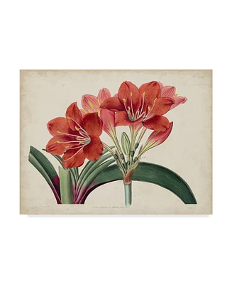 Curtis Amaryllis Splendor Ii Canvas Art - 20" x 25"