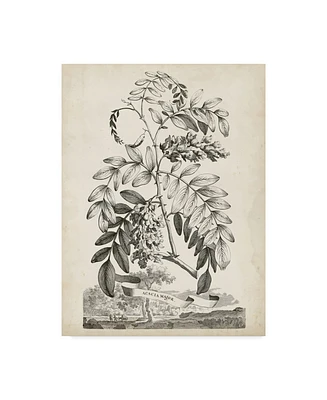 Abraham Munting Scenic Botanical I Canvas Art - 20" x 25"