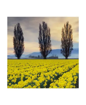 Alan Majchrowicz Skagit Valley Daffodils Ii Canvas Art - 15" x 20"