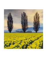 Alan Majchrowicz Skagit Valley Daffodils Ii Canvas Art - 15" x 20"