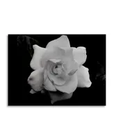 Kurt Shaffer Gardenia in Black and White Floating Brushed Aluminum Art - 22" x 25"