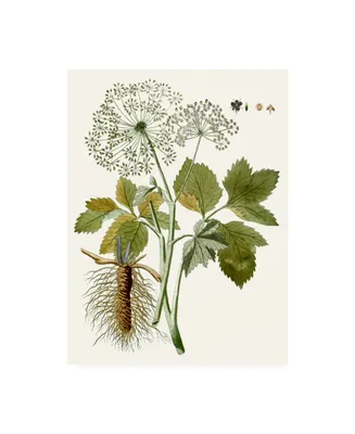 Unknown Lacy Leaves Iv Canvas Art