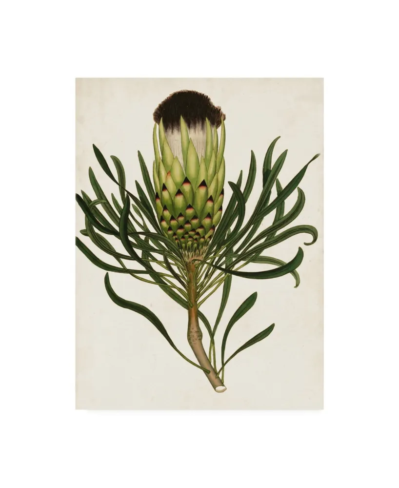 Unknown Antique Protea Ii Canvas Art - 15" x 20"