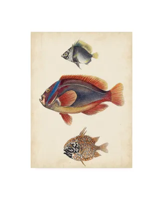 Unknown Antique Fish Species Iv Canvas Art
