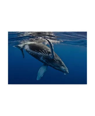 Cedric Peneau Humpback Whale Calf Reunion Island Canvas Art