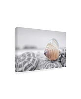 Alan Blaustein Crescent Beach Shells 15 Canvas Art - 19.5" x 26"