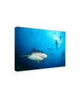 Alexander Safonov Beqa Shark Labs Canvas Art - 15" x 20"