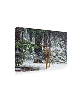 Majestic Moments Photography Snow Storm and the Buck Deer Canvas Art