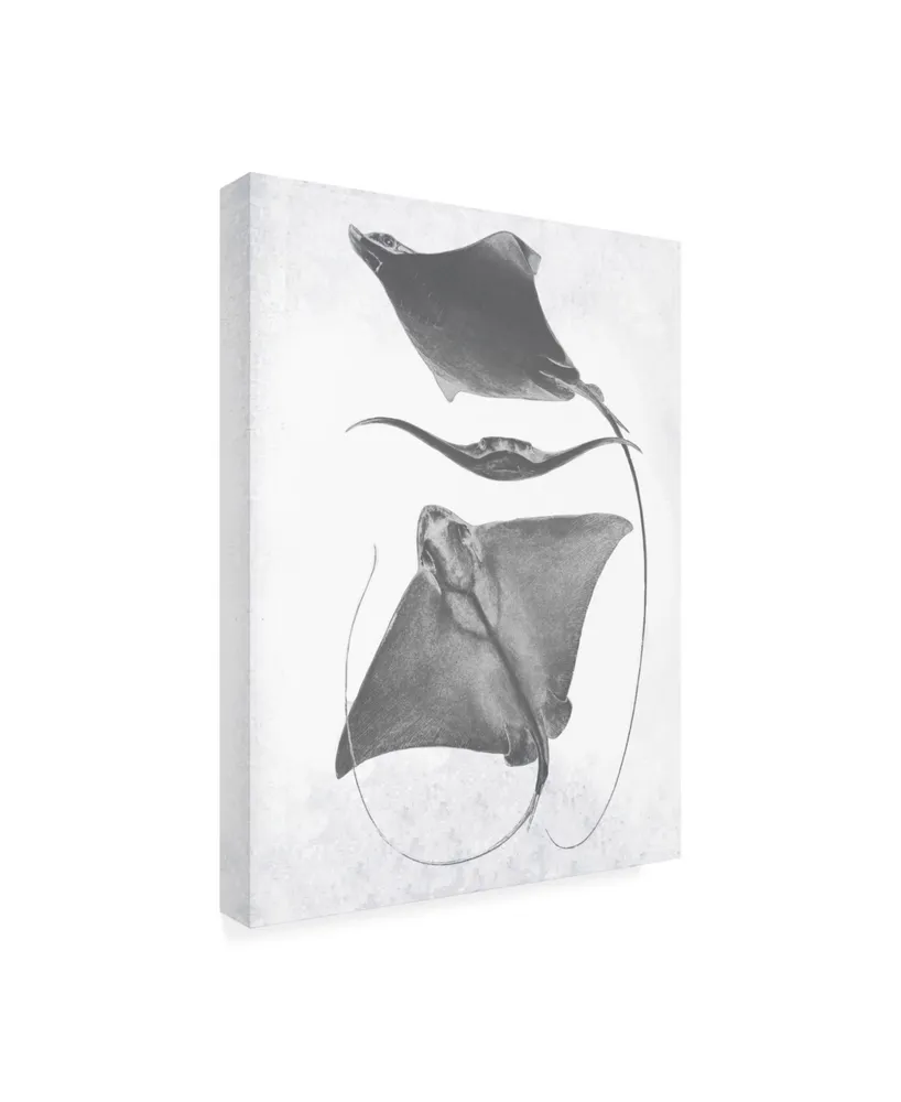 Studio W Grey-Scale Stingrays Iii Canvas Art