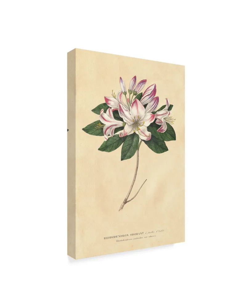 Wild Apple Portfolio Rhododendron Vintage Canvas Art