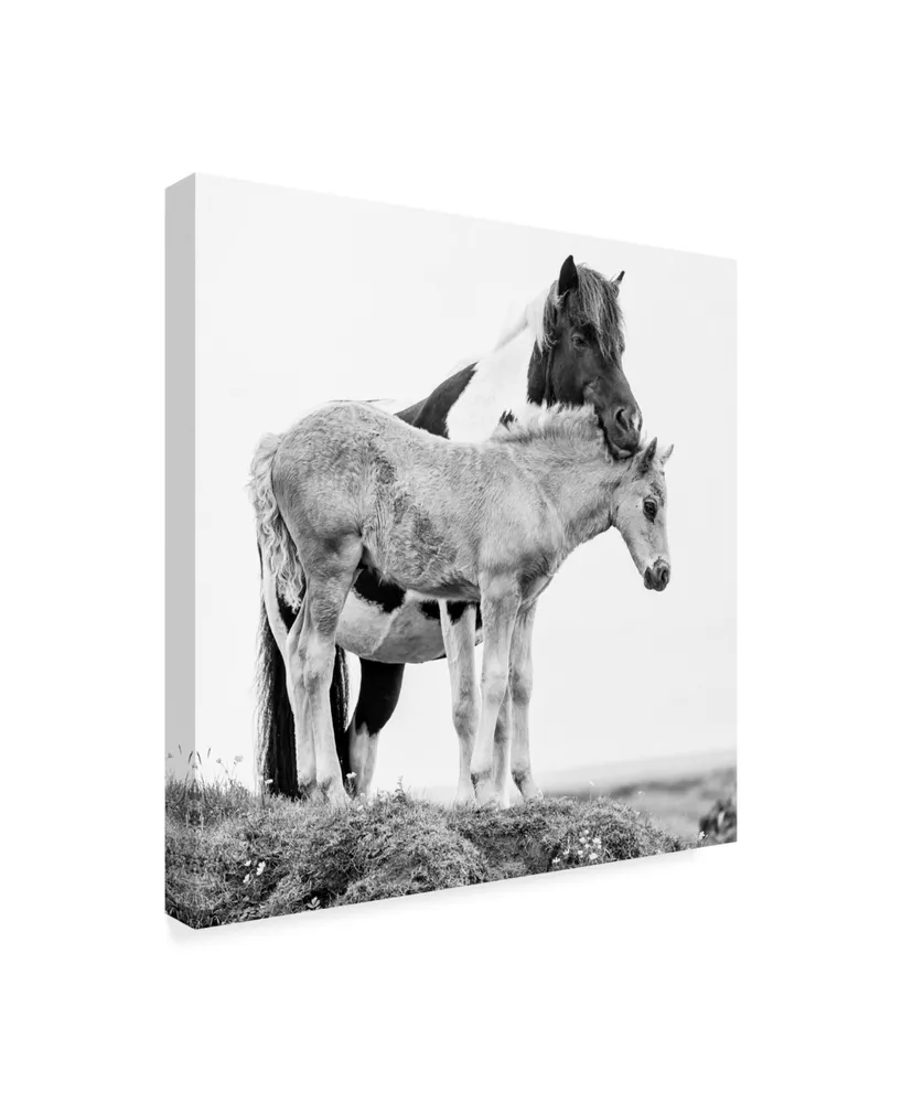 Ph Burchett Black and White Horses I Canvas Art