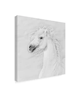 Ph Burchett Black and White Horses Iii Canvas Art - 20" x 25"