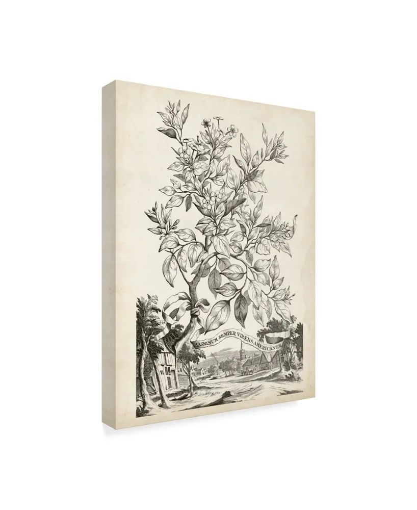 Abraham Munting Scenic Botanical Ii Canvas Art