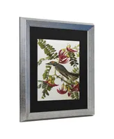 John James Audubon Gray Tyrant Gray Kingbird Matted Framed Art