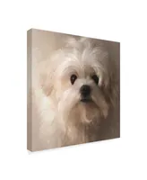 Lois Bryan Maltese Puppy Portrait Canvas Art - 15" x 20"