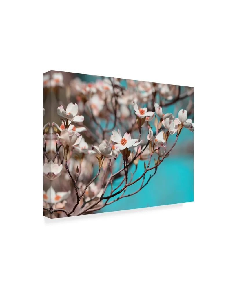 Sharon Chandler Dogwood Spring Iii Canvas Art