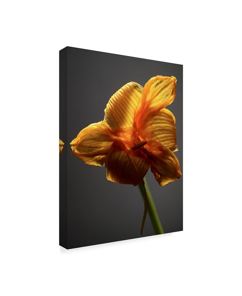 James Mcloughlin Studio Flowers Xi Canvas Art - 20" x 25"