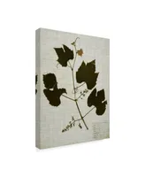 Vision Studio Pressed Leaves on Linen Iii Canvas Art - 20" x 25"