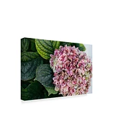 American School Hydrangea Closeup Canvas Art - 20" x 25"