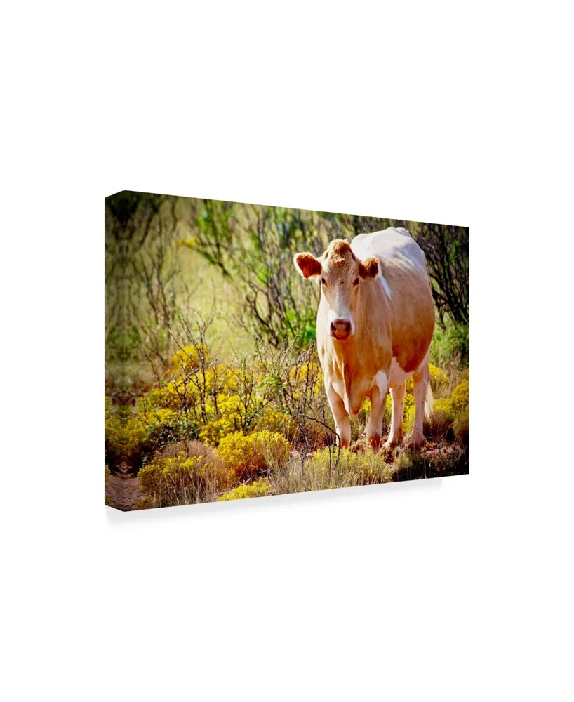 American School Lone Cow in New Mexico Canvas Art - 37" x 49"