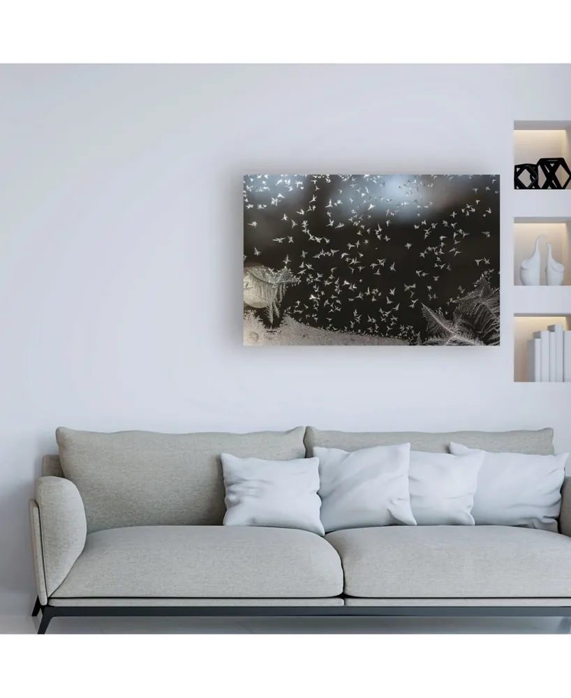 Kurt Shaffer Photographs Like a flock of birds ice crystals on my window Canvas Art