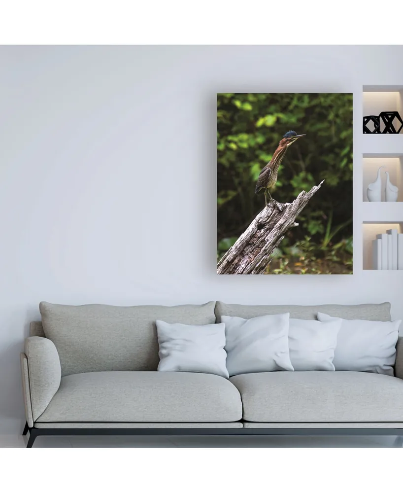 Kurt Shaffer Photographs The Green Heron Canvas Art