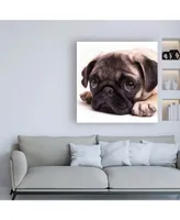 Edward M. Fieldin Sad Sack Pug Canvas Art - 19.5" x 26"