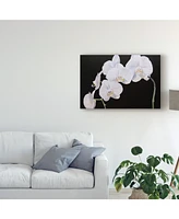 Sandra Iafrate Dramatic Orchids I Canvas Art - 20" x 25"