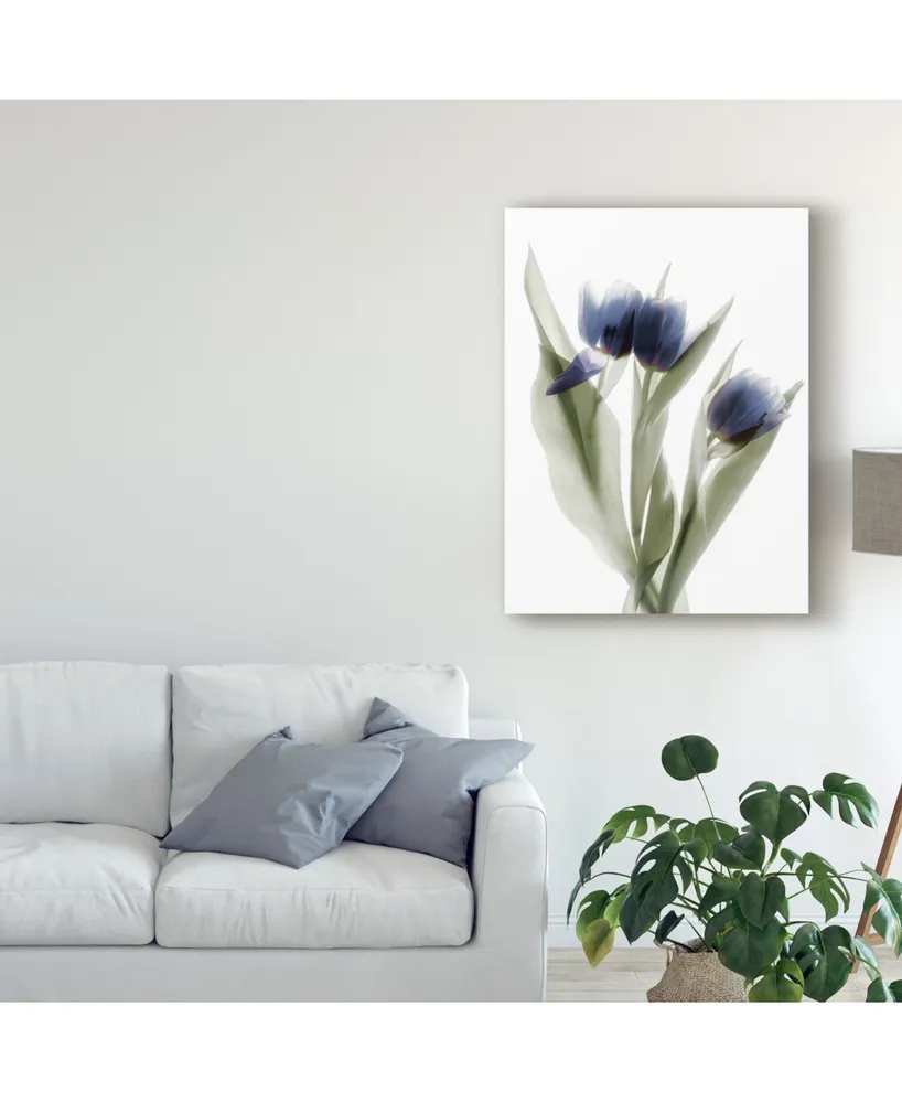 Judy Stalus Xray Tulip Ix Canvas Art - 15" x 20"