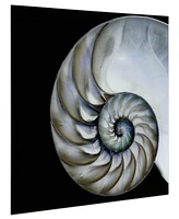 Empire Art Direct Pearly Nautilus Frameless Free Floating Tempered Glass Panel Graphic Wall Art, 36" x 36" x 0.2"