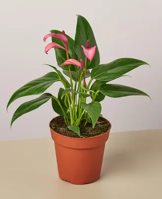 Purple Anthurium Live Plant, 4" Pot