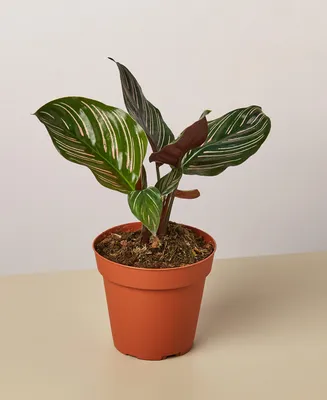 Calathea 'Ornata' Live Plant