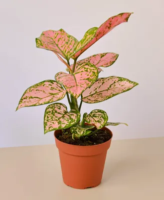 Chinese Evergreen Lady Valentine Live Plant, 4" Pot