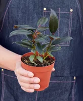 Ficus Elastica 'Burgundy' Live Plant