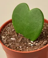 House Plant Shop Hoya Sweetheart Live Plant, 4" Pot