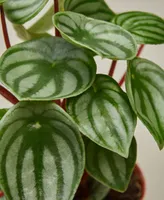 Peperomia Watermelon Live Plant, 4" Pot