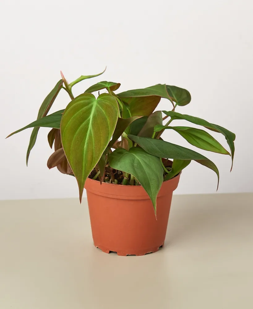 Philodendron 'Velvet' Live Plant, 4" Pot