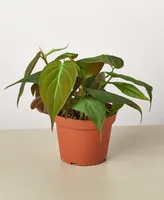 Philodendron 'Velvet' Live Plant, 4" Pot