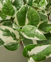 Pothos 'N'Joy' Live Plant, 4" Pot